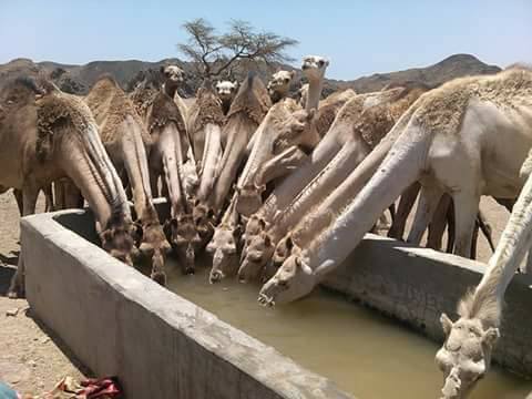 Shalatin ( the Camels Market)