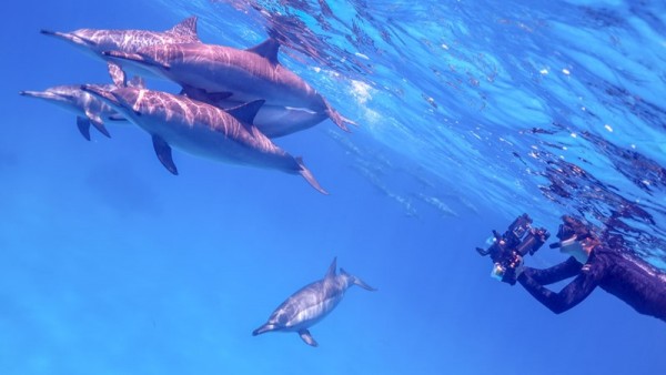Dolphins House